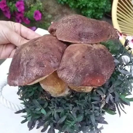 Golondrinas