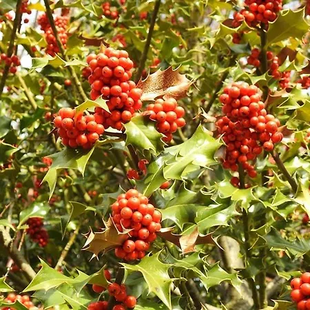 Golondrinas * Σορία